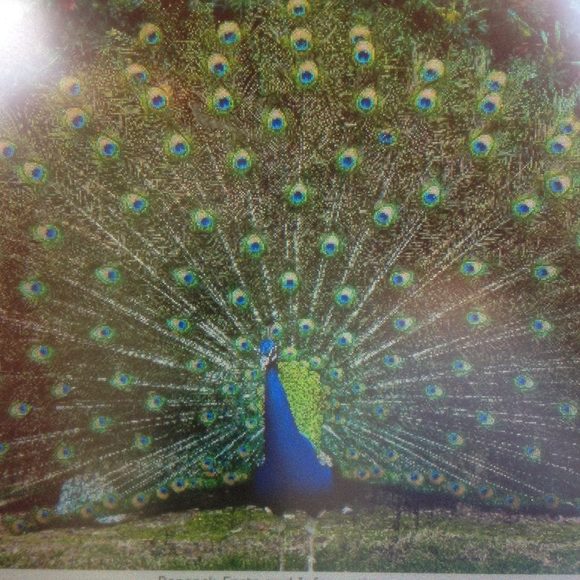 peacock_blue